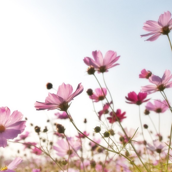 Meet your Posher, Nina - Picture 1 of 1